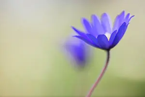 Connected: Winter windflower, Anemone blanda Blue Shades