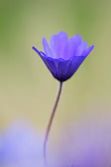 Independent: Winter windflower, Anemone blanda Blue Shades