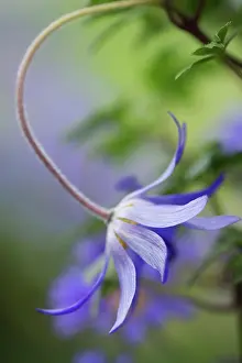Bending: Winter windflower, Anemone blanda Blue Shades