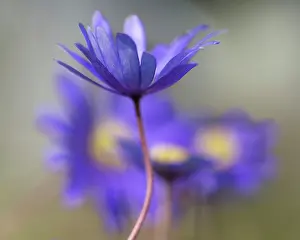 Feminine: Winter windflower, Anemone blanda Blue Shades