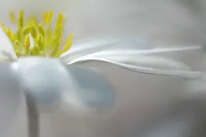 Blanda: Winter windflower White Splendour, Anemone, Anemone