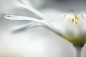 Blanda: Winter windflower White Splendour, Anemone, Anemone