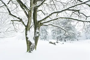 Drentsche: Winterlandscape with prehistoric dolmen covered with snow