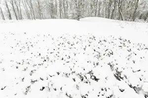Drentsche: Winterlandscape with snow covered prehistoric burial mounds