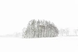 Drentsche: Winterlandscape with trees
