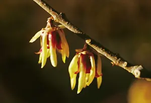 Praecox: Wintersweet