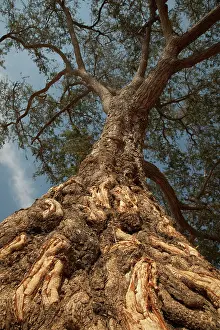 Albida: Winterthorn Tree damage to bark from African Elephants