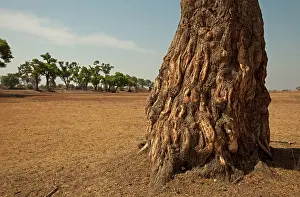 Albida: Winterthorn Tree damage to bark from African Elephants