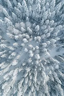 Confederation: Winterwald, Ratenpass, Canton Zug, Switzerland