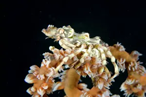 Wire: Wire Coral Crab
