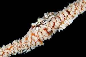 Corner: Wire Coral Crab with Anker's Whip Coral Shrimp (Pontonides