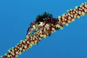 Wire: Wire Coral Crab - on Black Wire Coral
