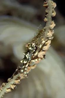 Shellfish: Wire coral crab - Han Reef dive site Gili Air Lombok Indones