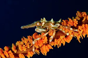 020320: Wire Coral Crab on Whip Coral (Alcyonacea Order)