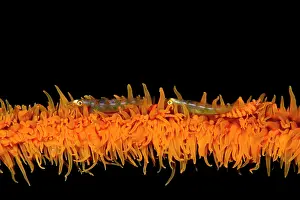 Shellfishes: Two Wire Coral Gobies and a Zanzibar Shrimp (Dasycaris