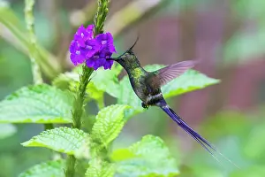 Wire: Wire-crested thorntail foraging in the forest of
