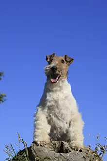 Regulation: Wire Fox terrier careful on a stump France