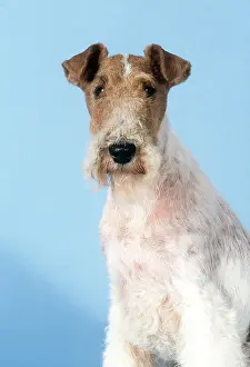 Wire: WIRE FOX TERRIER DOG