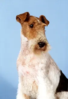 Wire: WIRE FOX TERRIER DOG