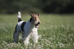 Fabale: Wire Fox terrier in a meadow France