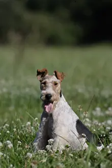 Fabale: Wire Fox terrier sitting in clovers France