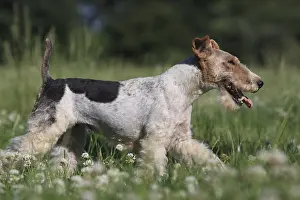 Fabale: Wire Fox terrier walking in a meadow France