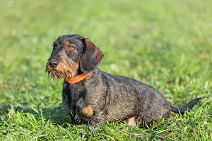 Wire: Wire-haired Dachshund - adult dog on a meadow -