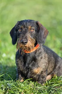 Wire: Wire-haired Dachshund - adult dog on a meadow -