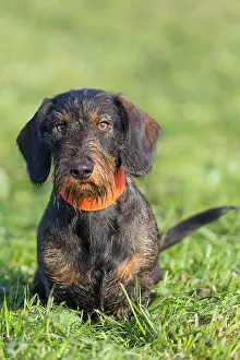Wire: Wire-haired Dachshund - adult dog on a meadow -