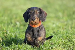 Wire: Wire-haired Dachshund - adult dog on a meadow -
