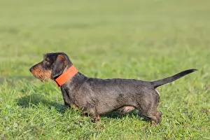 Wire: Wire-haired Dachshund - adult dog on a meadow -