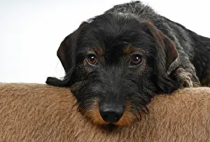 Dachshund: Wire-haired dachshund (Canis lupus familiaris) puppy