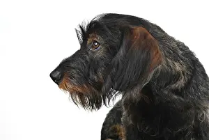 Dachshund: Wire-haired dachshund (Canis lupus familiaris) puppy