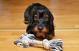Dachshund: Wire-haired dachshund (Canis lupus familiaris) puppy