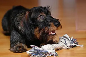 Dachshund: Wire-haired dachshund (Canis lupus familiaris) puppy