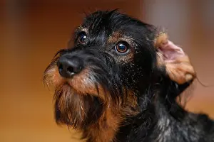 Dachshund: Wire-haired dachshund (Canis lupus familiaris) puppy