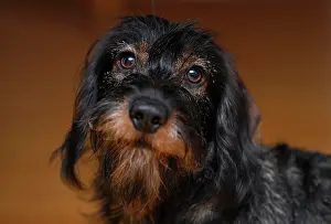 Dachshund: Wire-haired dachshund (Canis lupus familiaris) puppy