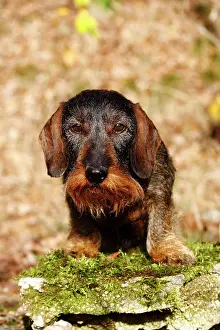 Dachshound: Wire-haired Dachshund (Canis lupus familiaris) sitting