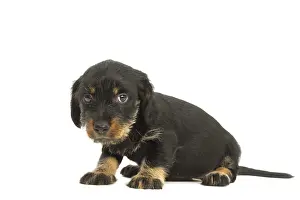 Upset: Wire-haired Dachshund Dog, puppy