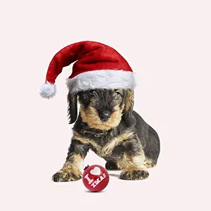 090818: Wire Haired Dachshund Dog, wearing Christmas