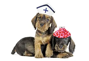 Nurses: Wire Haired Dachshund Dog, one wearing a Nurse
