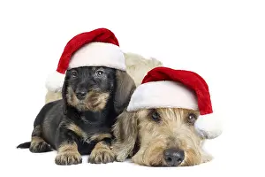 Fathers: Wire Haired Dachshund Dogs adult and puppy wearing
