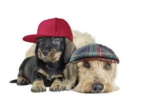 Fathers: Wire Haired Dachshund Dogs, adult wearing flat