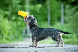 Trick: Wire-haired Dachshund drinking from a cup, trick