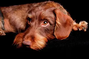 Dachshund: Wire-haired Dachshund, Germany, Europe
