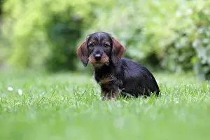 Gaze: Wire-haired dachshund, puppy, 10 weeks, sitting