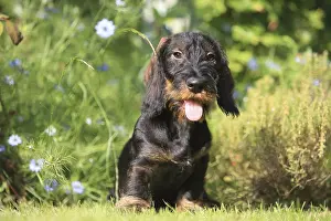 Prosperous: Wire-haired Dachshund puppy in a garden France