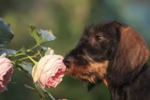 Prosperous: Wire-haired Dachshund puppy in a garden smelling Roses