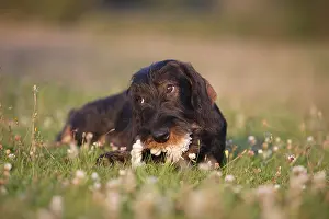 Ropes: Wire-haired Dachshund puppy nibbling rope knot France
