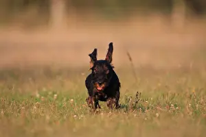 Express: Wire-haired Dachshund puppy running in a meadow France